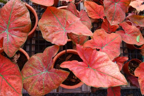 Best Caladium Varieties 18