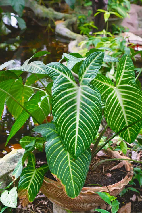 Best Caladium Varieties 10