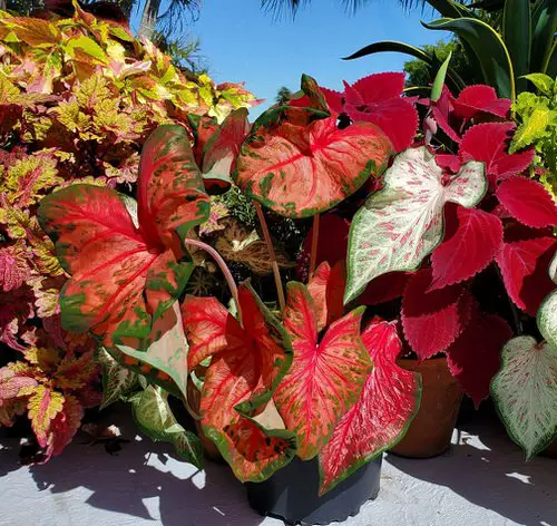 Most Beautiful Types of Caladiums 17