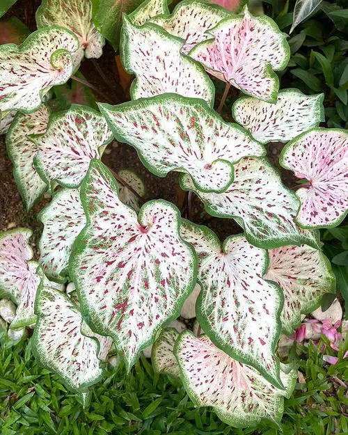 Best Caladium Varieties 28