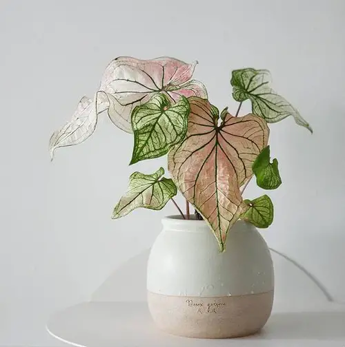 Most Beautiful Types of Caladiums 27