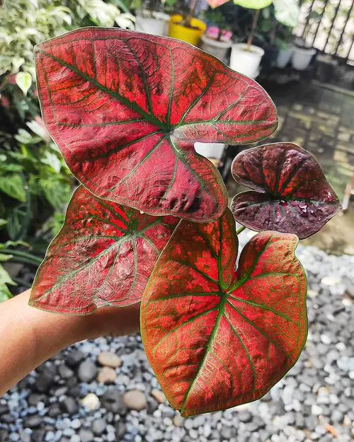Best Caladium Varieties 6