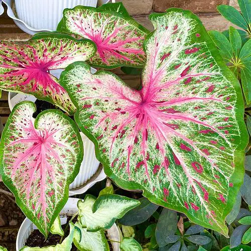 Most Beautiful Types of Caladiums 5