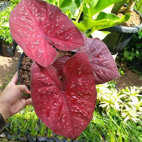 Best Caladium Varieties 4