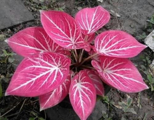 Best Caladium Varieties 16