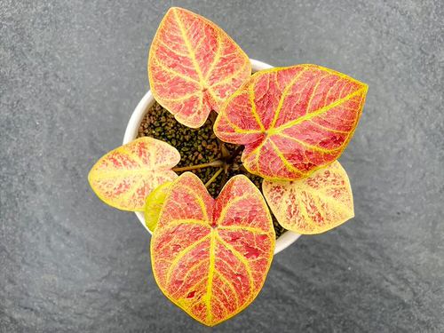 Most Beautiful Types of Caladiums 13