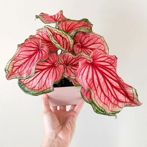 Most Beautiful Types of Caladiums 15