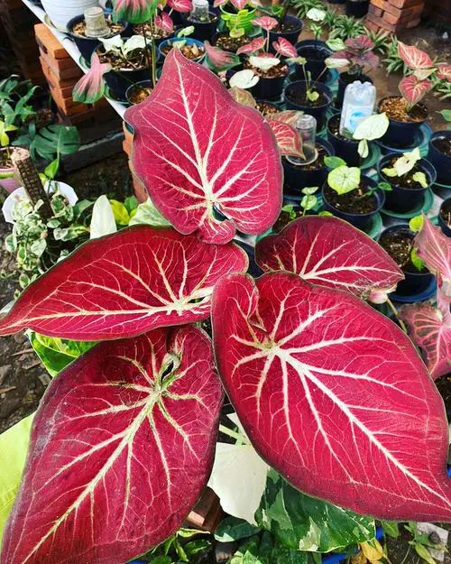 Best Caladium Varieties 14