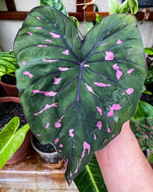 Best Caladium Varieties 8
