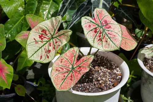 Best Caladium Varieties 26