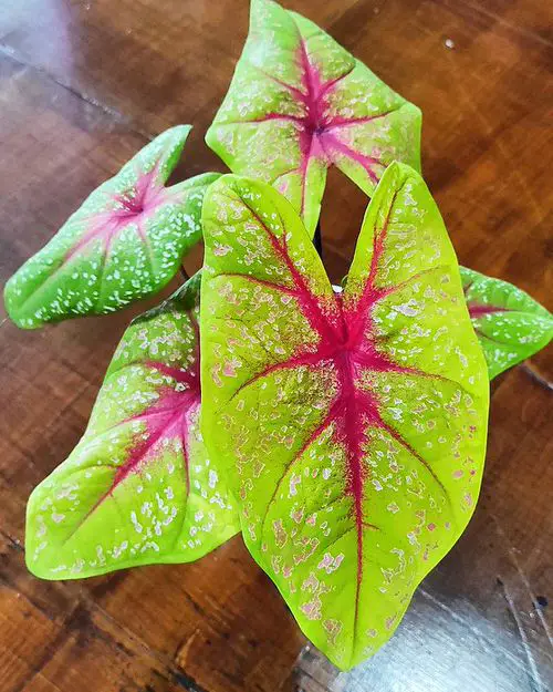 Most Beautiful Types of Caladiums 9
