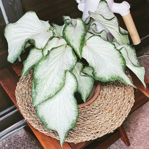 Most Beautiful Types of Caladiums 25