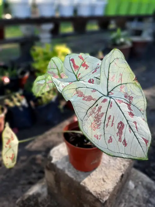 Best Caladium Varieties 2