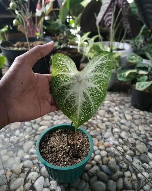 Most Beautiful Types of Caladiums 23