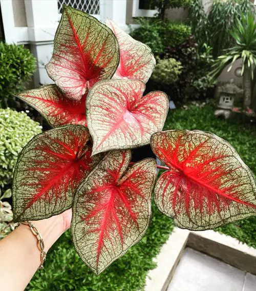 Most Beautiful Types of Caladiums 7