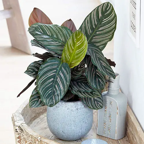 Beautiful Houseplants with Patterns 
