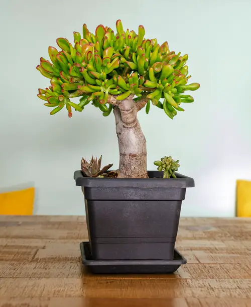 Types of Jade Plants