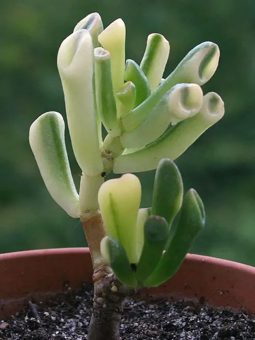 Amazing Best Types of Jade Plants