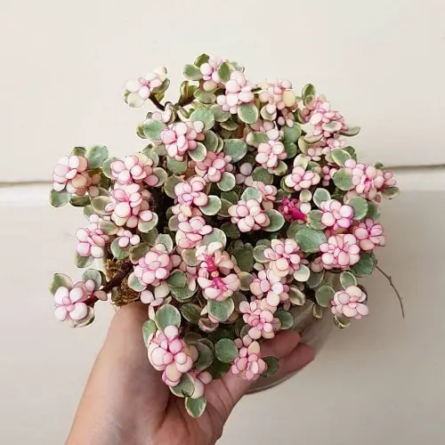 lovely Indoor Patterned Variegated Plants