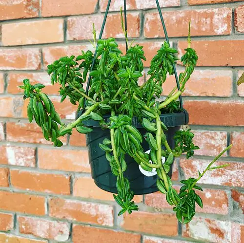beautiful Favourite Hanging String Succulents
