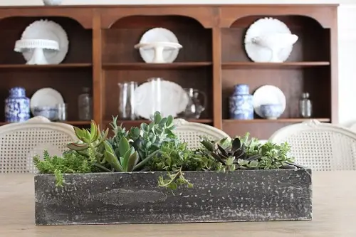 Indoor Succulent Combination Ideas 9