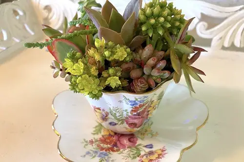 Succulent Combination Ideas 12