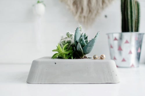 Indoor Succulent Combination Ideas 7