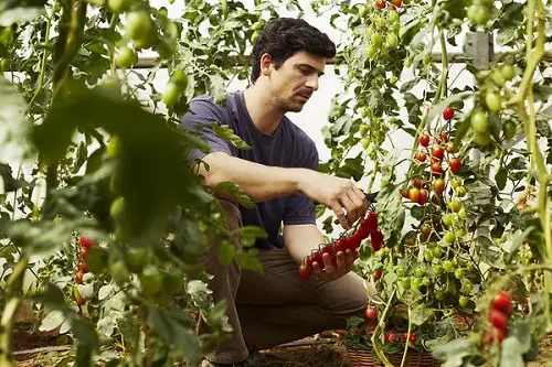 How Far Apart to Plant Tomatoes 2