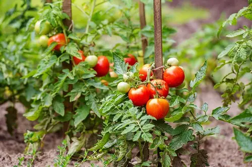 How Far Apart to Plant Tomatoes