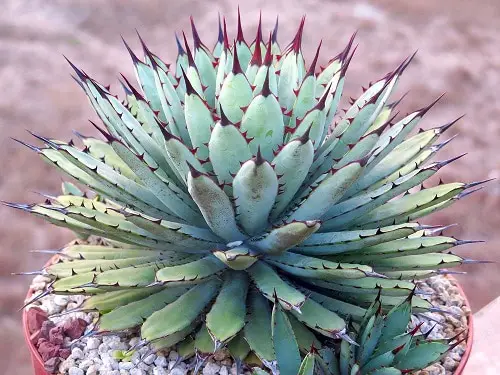 Most Beautiful Indoor Agave Varieties