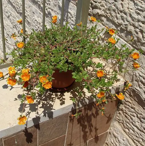 Succulents You Can Grow in Sand