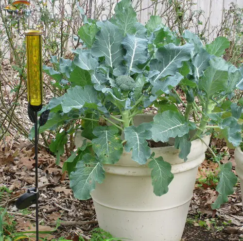 How to Make A Delicious Soup Garden in Containers 6