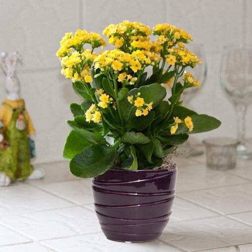 Low Maintenance Indoor Plant-Kalanchoe