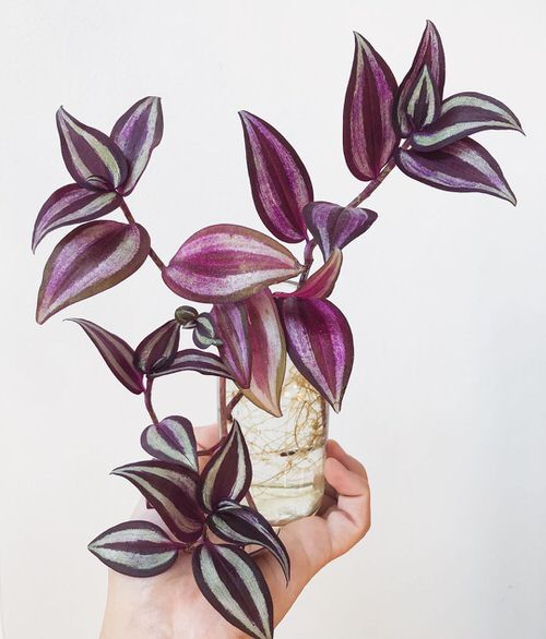 Popular Indoor Plants You Can Grow In Vases 4