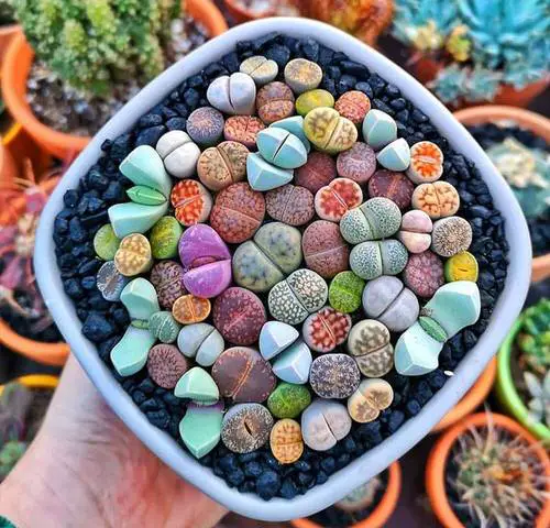 Succulents According to Zodiac Signs 6