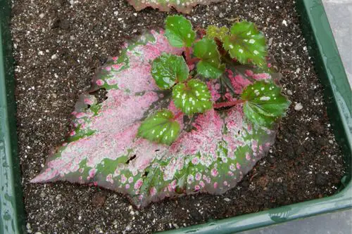 Indoor Plants you can Grow from Cuttings 6