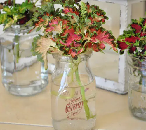 Indoor Plants You Can Grow In Vases3