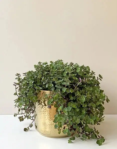 Best Cascading Succulents 6