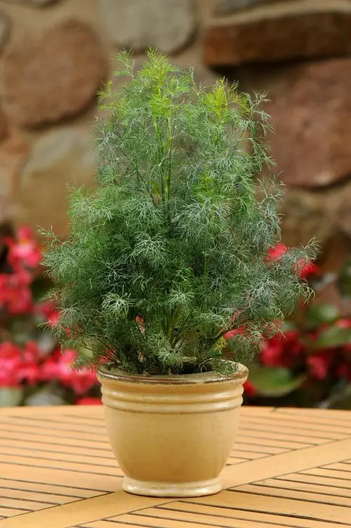 Plants that Repel Spiders 6