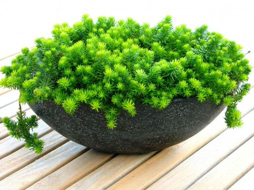 Healing Houseplants that can Improve your Health 8