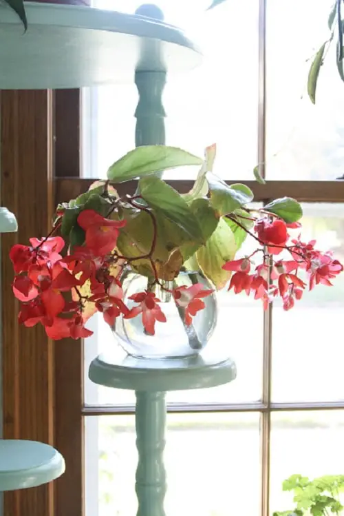 Indoor Plants That Are Vase-Friendly
