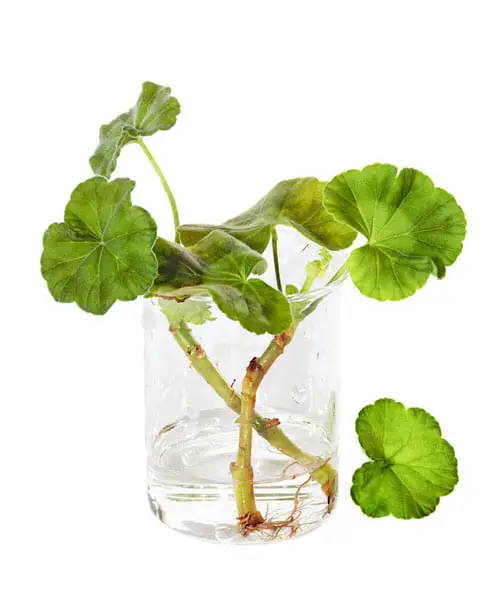 Vase-Gardenable Indoor Plants2