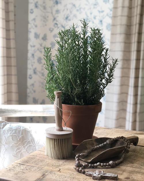 Houseplants That Improve Productivity 7