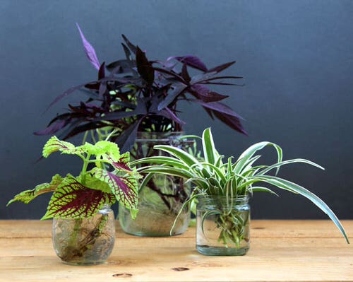 Indoor Plant Propagation Station Ideas 7