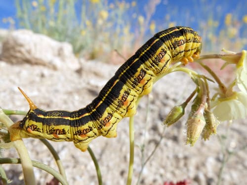 Types of Green Caterpillars 14
