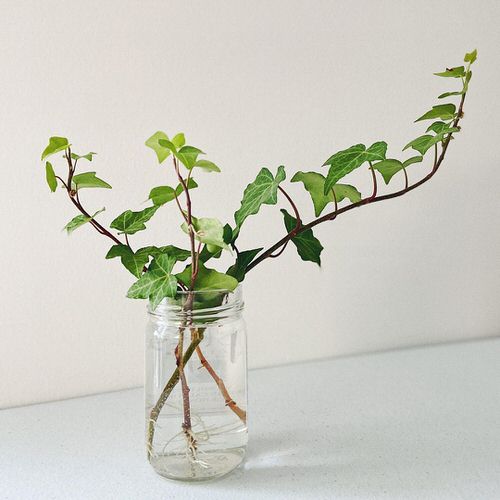 Vase-Gardenable Indoor Plants3