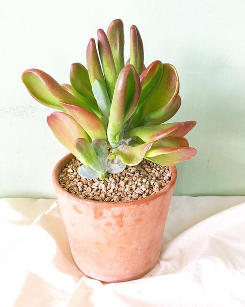Cute Round Leaf Succulents