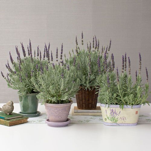 Houseplants That Improve Productivity 8