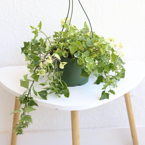 Best Indoor Vines & Climbers Wax Ivy