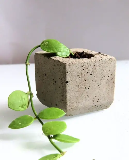 Indoor Plants you can Grow from Cuttings 8